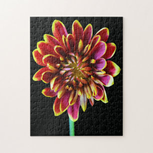 Blumengarten Sommer Dahlia Bouquet