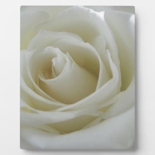 Blumenglühen Fotoplatte