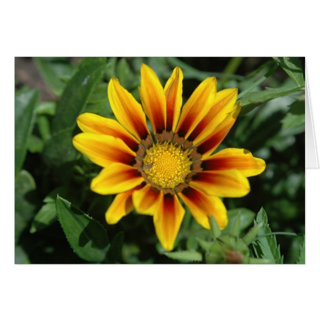 Blumenkarte (Vorderseite (Horizontal))