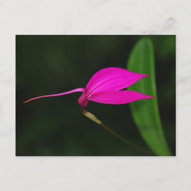 Blumenkarte Postkarte (Vorderseite)