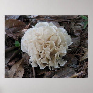 Blumenkohl Poster