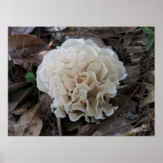 Blumenkohl Poster