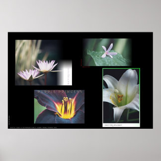 Blumenmontage Poster