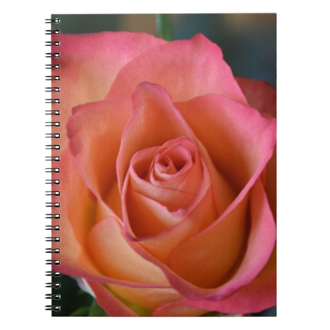 Blumenpfirsichrosa Rose Journal oder Notebook Notizblock (Vorderseite)