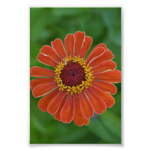 Blumenphotographie der orange Zinna Blumen-Blüte Fotodruck