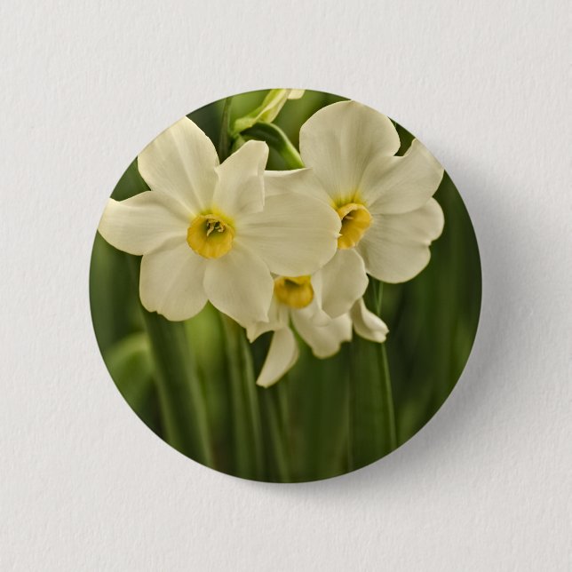 Blumenphotographie:  Weiße Frühlings-Narzisse Button (Vorderseite)