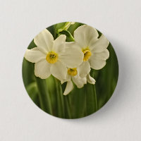 Blumenphotographie: Weiße Frühlings-Narzisse