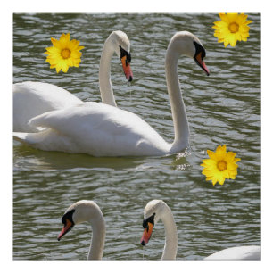 Blumenposter Schwan Poster