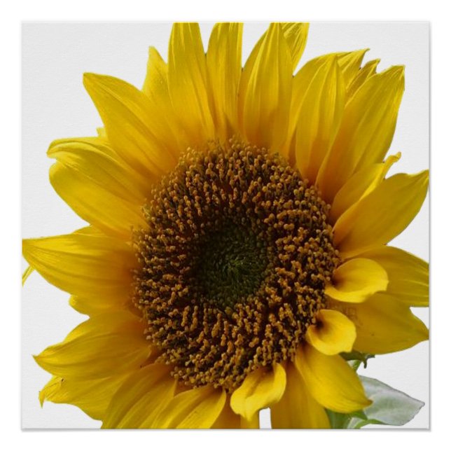 Blumenposter Sonnenblume Poster (Vorderseite)