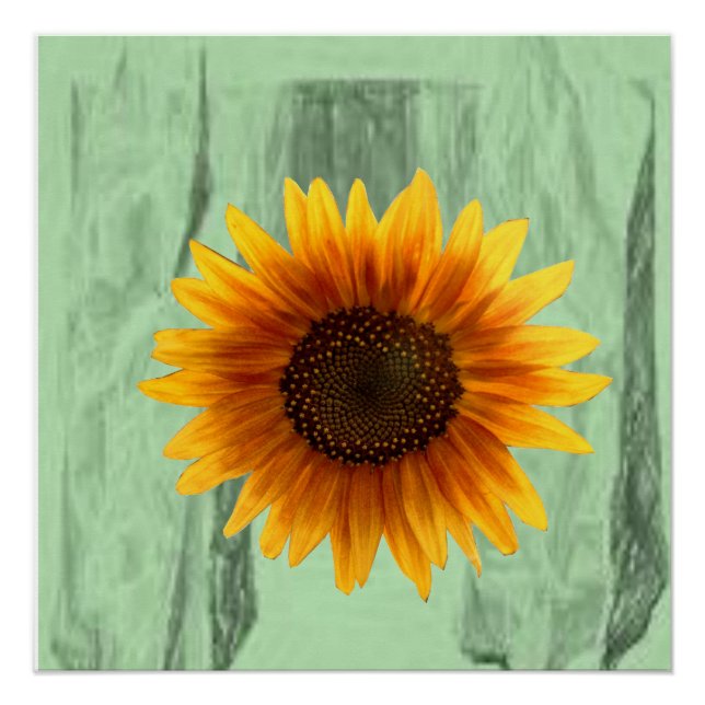 Blumenposter Sonnenblume Poster (Vorderseite)