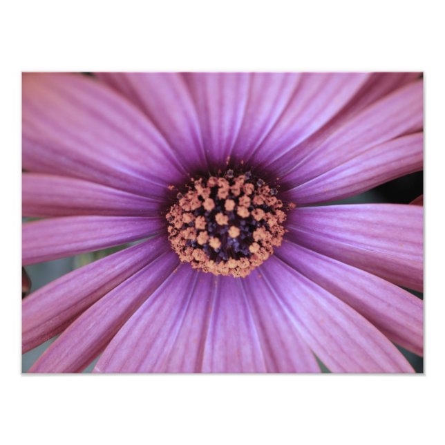 blumenreich fotodruck (Vorne)