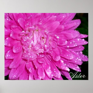 Blumenserie: Asteraceae Poster