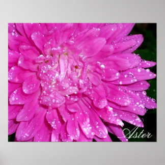 Blumenserie: Asteraceae Poster