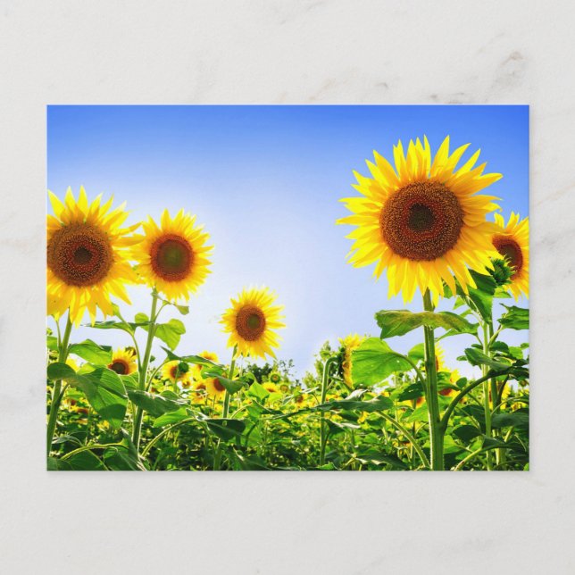 Blumensonnenblume Gelbe Blüten Blau Postkarte (Vorderseite)