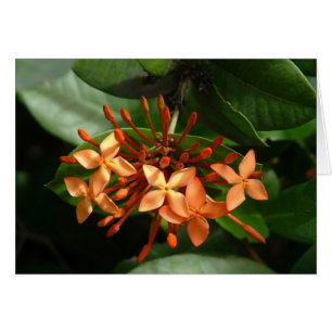 Blumenstrauß von Ixora