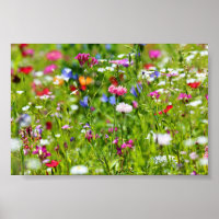 Blumenwiese