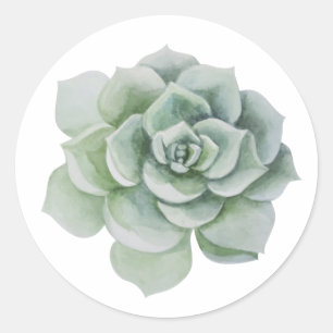 Blumiges Dankeschön Grün Sage Sukkulente Kaktus Mi Runder Aufkleber