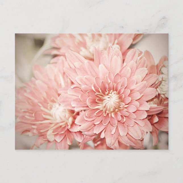 Blush Mums Postkarte (Vorderseite)
