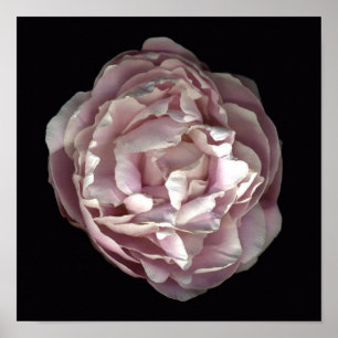 Blush Peony Poster