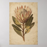 Blush-Protea-Blumen-Botanikposter