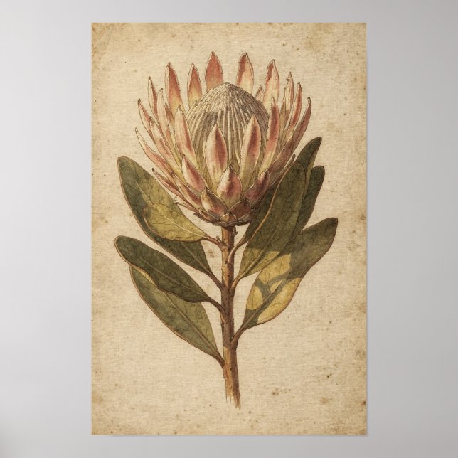 Blush-Protea-Blumen-Botanikposter Poster (Vorne)