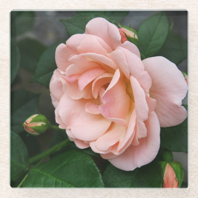 Blush Rose Blumenglas Untersetzer (Vorderseite)