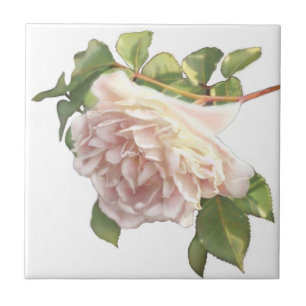 Blushing Ivory Peach Rose Fliese