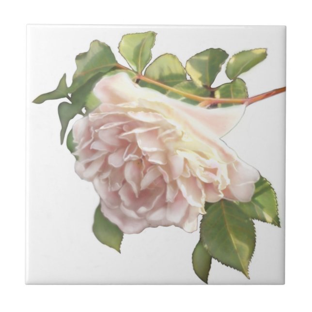 Blushing Ivory Peach Rose Fliese (Vorderseite)
