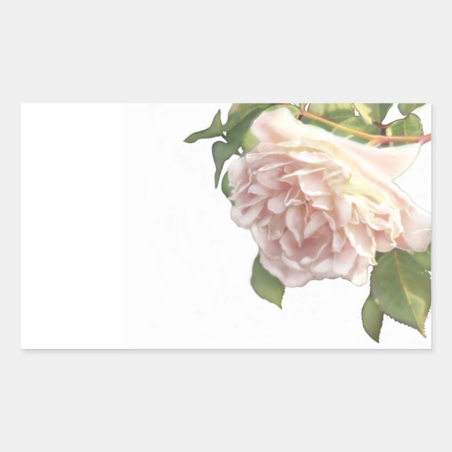 Blushing Ivory Peach Rose Rechteckiger Aufkleber (Vorderseite)