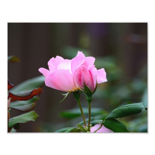 "Blushing Knock Out Rose Foto Erweiterung" (Vorne)