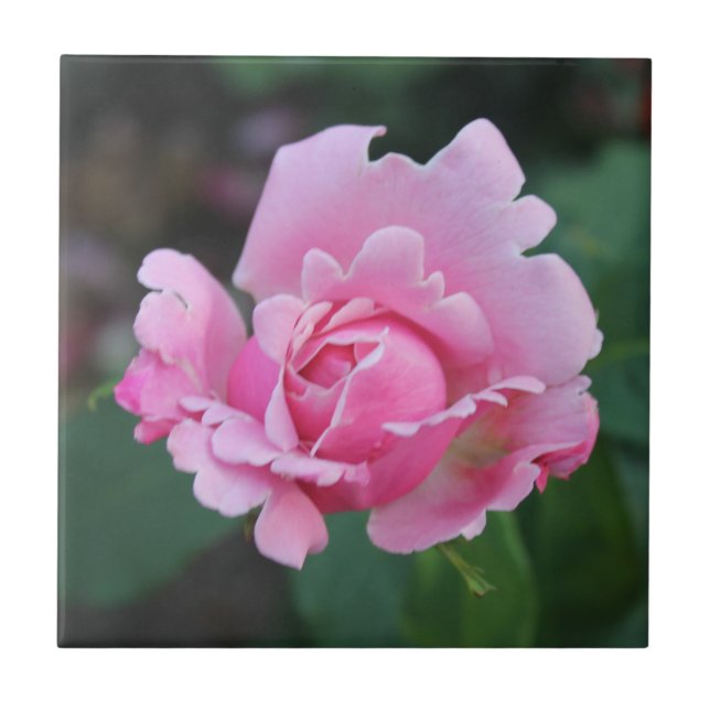 Blushing Rosenknospe Keramik Tile Fliese (Vorderseite)