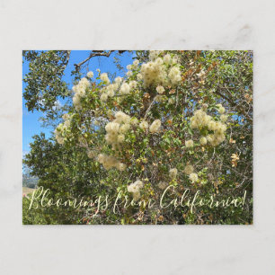 Blut aus Kalifornien: Chaparral Clematis Postkarte
