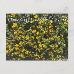 Blut aus Kalifornien: Gumweed Postkarte
