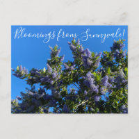 Blut aus Sunnyvale: Ray Hartman Ceanothus