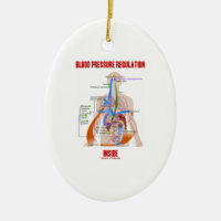 Blut-Druckregulation innerhalb der Physiologie