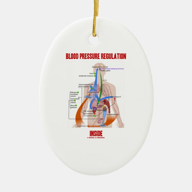 Blut-Druckregulation innerhalb der Physiologie Keramik Ornament (Vorne)