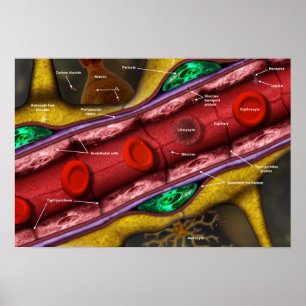 Blut-Hirn-Schranke Poster