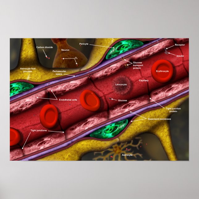 Blut-Hirn-Schranke Poster (Vorne)