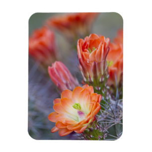 Blut in Orange Magnet