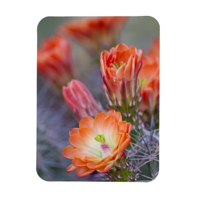 Blut in Orange Magnet (Vertikal)