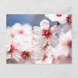 Blüte des Mandelbaums Postkarte