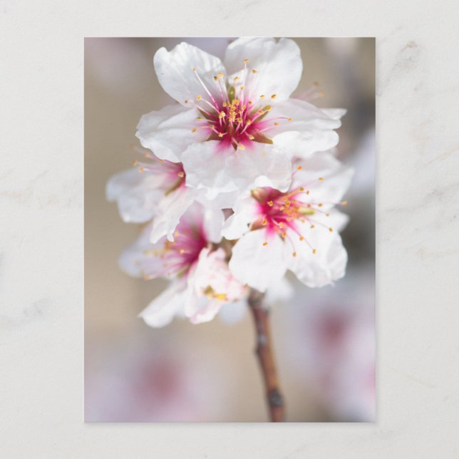 Blüte des Mandelbaums Postkarte (Vorderseite)