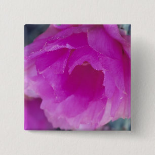 Blüte des Pink Hedgehog Cactus (Echinocereus Button