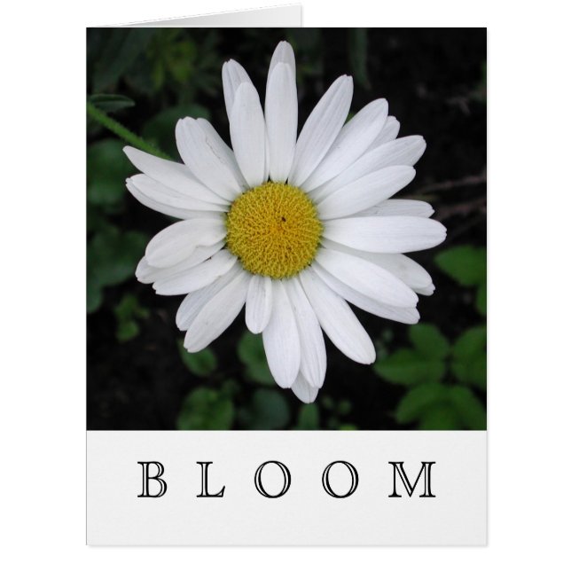 BLÜTE Gänseblümchen-Karten - löschen Sie nach (Vorderseite)