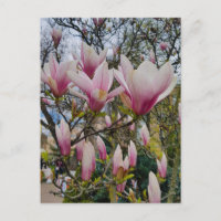 Blüte großer rosa magnolischer Blume