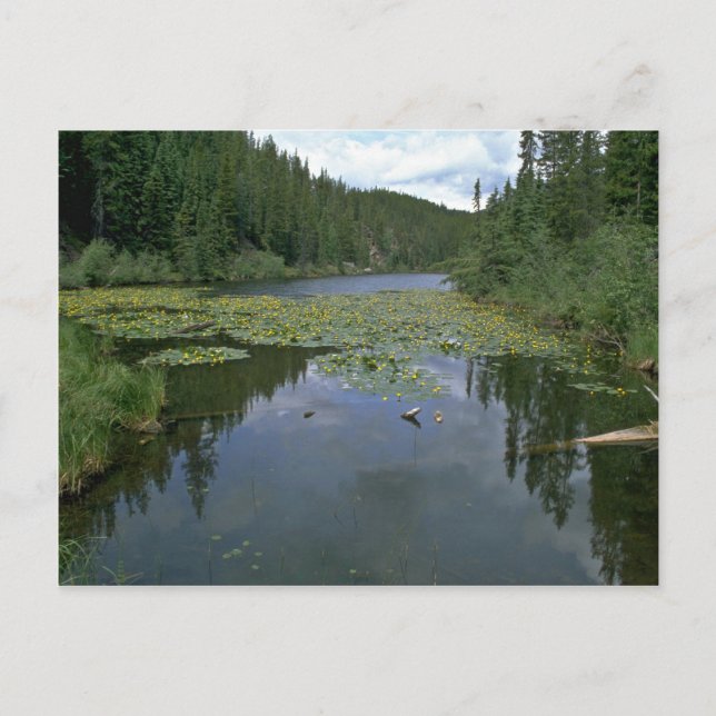 Blüte im Wasser Postkarte (Vorderseite)