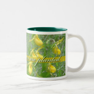 Blüte, in der Sie gepflanzt werden, gelbes Zweifarbige Tasse