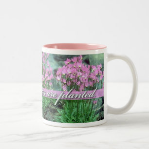 Blüte, in der Sie gepflanzt werden, Sternschnuppe Zweifarbige Tasse