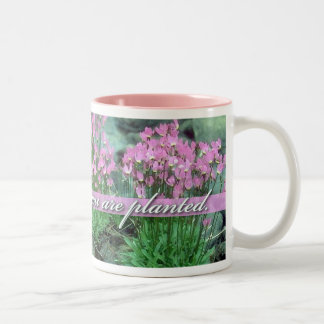 Blüte, in der Sie gepflanzt werden, Sternschnuppe Zweifarbige Tasse
