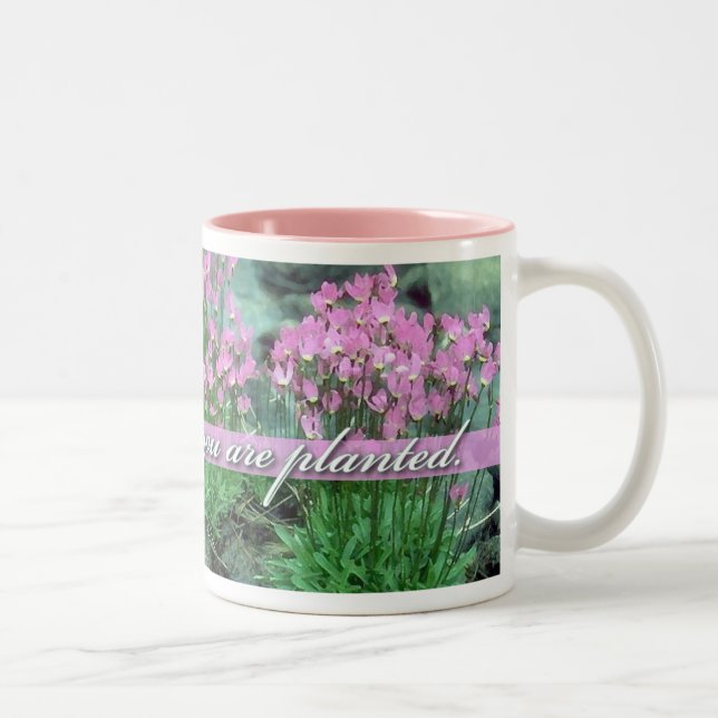 Blüte, in der Sie gepflanzt werden, Sternschnuppe Zweifarbige Tasse (Rechts)